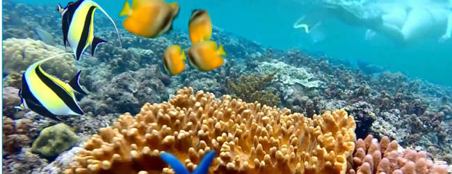 Amed Snorkeling | Dasu Bali Tours